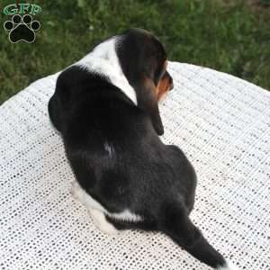 Rocky, Basset Hound Puppy